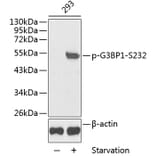 Western Blot - Anti-G3BP (phospho Ser232) Antibody (A10934) - Antibodies.com