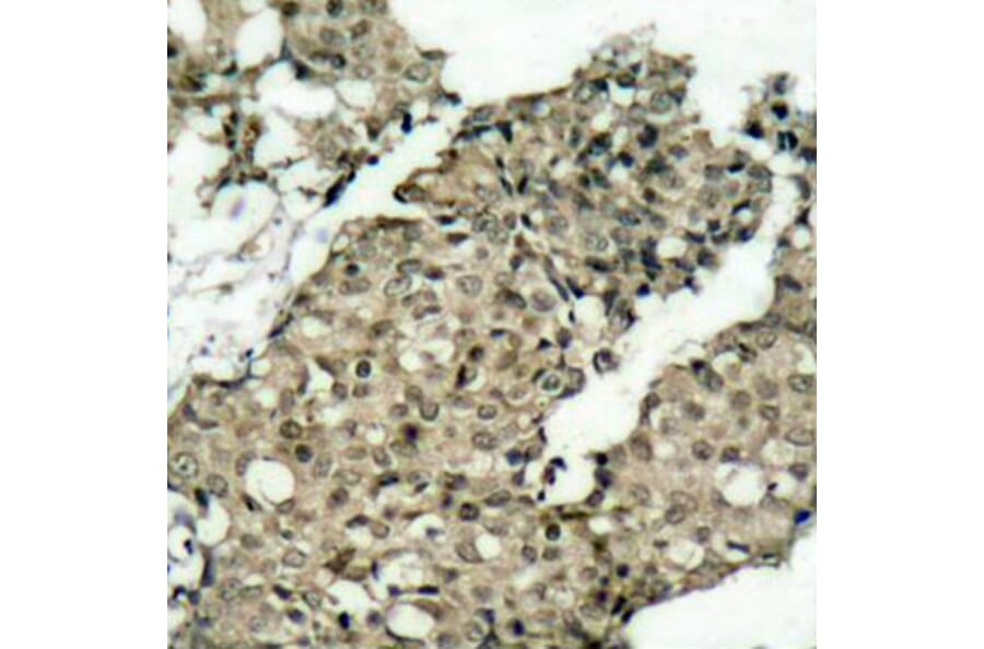Immunohistochemistry - Anti-G3BP (phospho Ser232) Antibody (A10934) - Antibodies.com