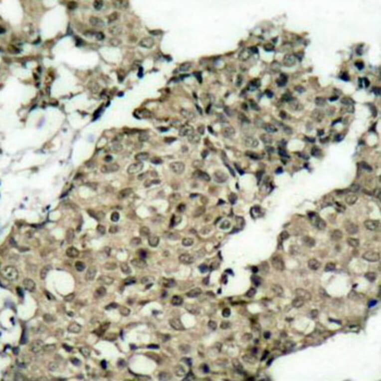 Immunohistochemistry - Anti-G3BP (phospho Ser232) Antibody (A10934) - Antibodies.com