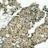 Immunohistochemistry - Anti-G3BP (phospho Ser232) Antibody (A10934) - Antibodies.com