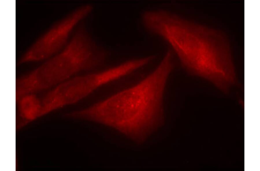 Immunofluorescence - Anti-G3BP (phospho Ser232) Antibody (A10934) - Antibodies.com