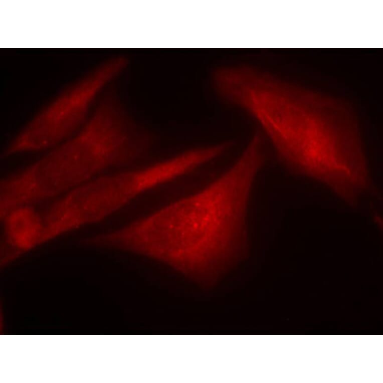 Immunofluorescence - Anti-G3BP (phospho Ser232) Antibody (A10934) - Antibodies.com