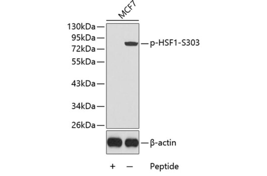 Western Blot - Anti-HSF1 (phospho S303) Antibody (AP0363) - Antibodies.com