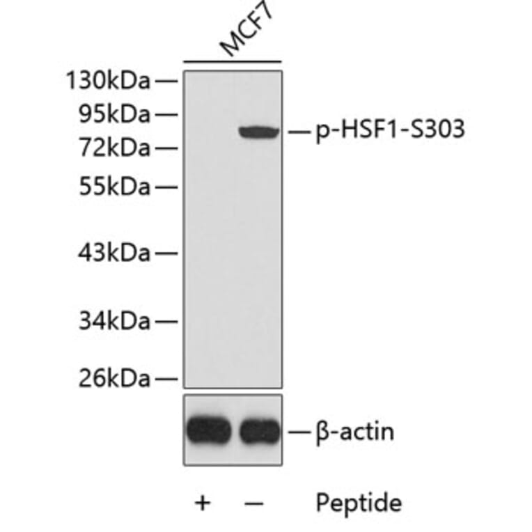 Western Blot - Anti-HSF1 (phospho S303) Antibody (AP0363) - Antibodies.com