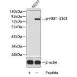 Western Blot - Anti-HSF1 (phospho S303) Antibody (AP0363) - Antibodies.com