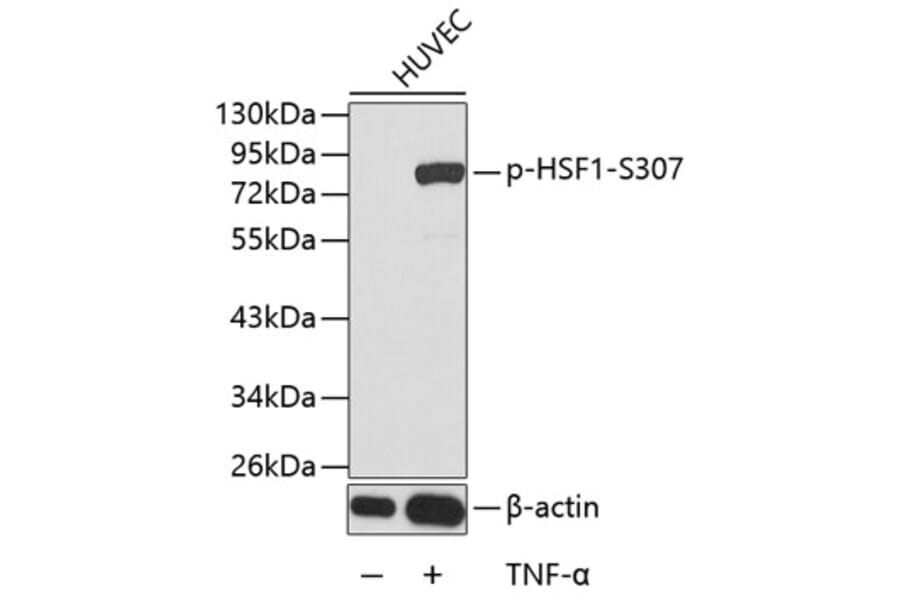 Western Blot - Anti-HSF1 (phospho S307) Antibody (AP0364) - Antibodies.com