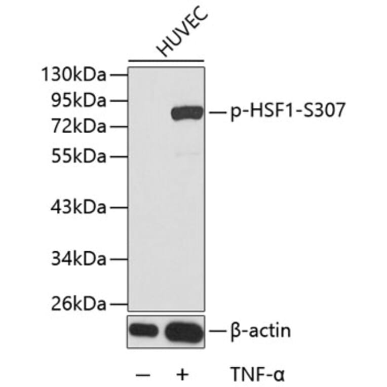 Western Blot - Anti-HSF1 (phospho S307) Antibody (AP0364) - Antibodies.com