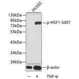Western Blot - Anti-HSF1 (phospho S307) Antibody (AP0364) - Antibodies.com