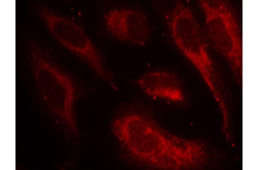 Immunofluorescence - Anti-HSF1 (phospho S307) Antibody (AP0364) - Antibodies.com