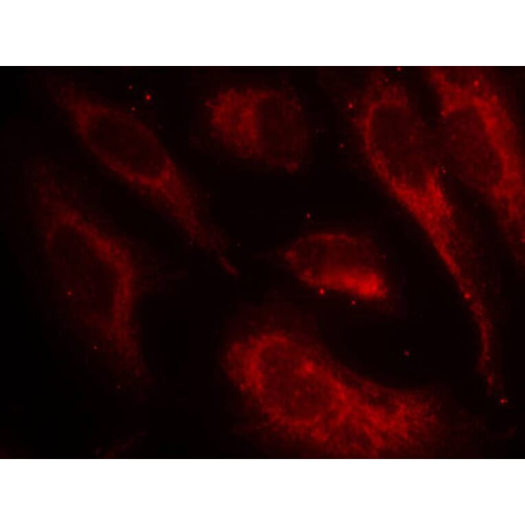 Immunofluorescence - Anti-HSF1 (phospho S307) Antibody (AP0364) - Antibodies.com