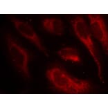Immunofluorescence - Anti-HSF1 (phospho S307) Antibody (AP0364) - Antibodies.com