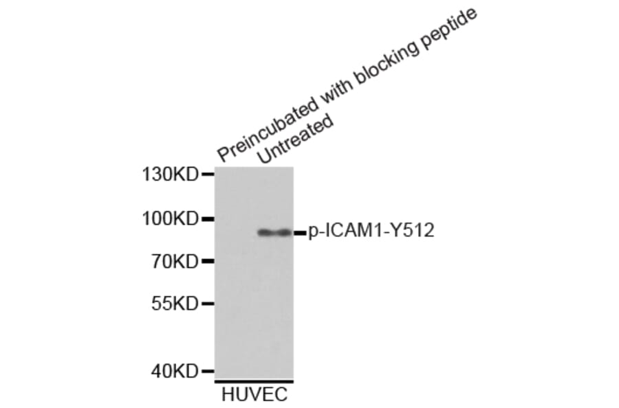 Western Blot - Anti-ICAM1 (phospho Y512) Antibody (AP0365) - Antibodies.com