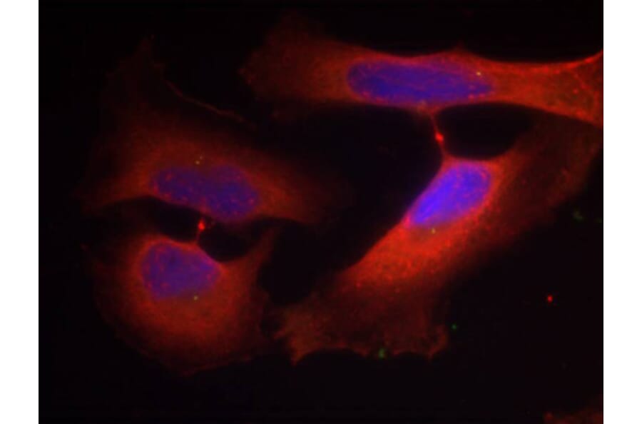 Immunofluorescence - Anti-KRT8 (phospho S74) Antibody (AP0386) - Antibodies.com