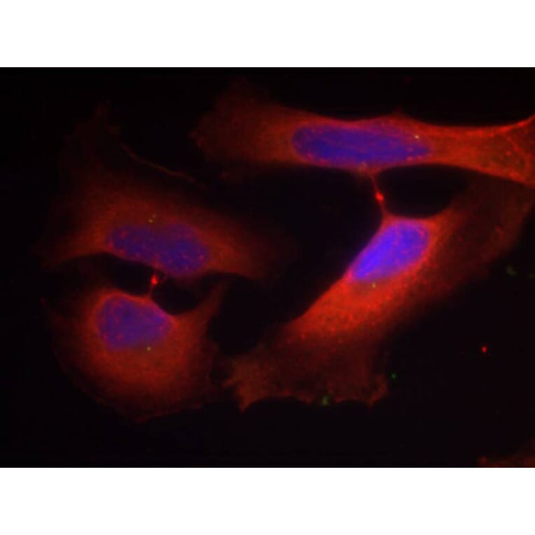 Immunofluorescence - Anti-KRT8 (phospho S74) Antibody (AP0386) - Antibodies.com