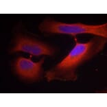 Immunofluorescence - Anti-KRT8 (phospho S74) Antibody (AP0386) - Antibodies.com