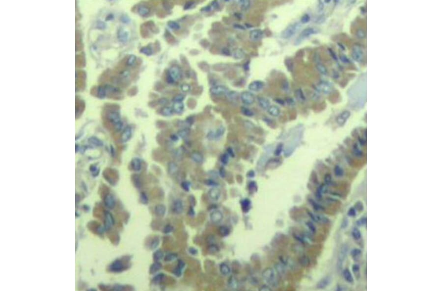 Immunohistochemistry - Anti-MARCKS (phospho S170) Antibody (AP0404) - Antibodies.com