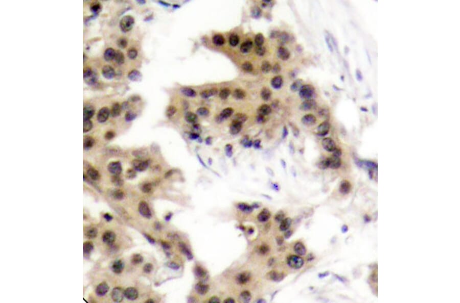 Immunohistochemistry - Anti-NFkB p105/p50 (phospho Ser893) Antibody (A10945) - Antibodies.com