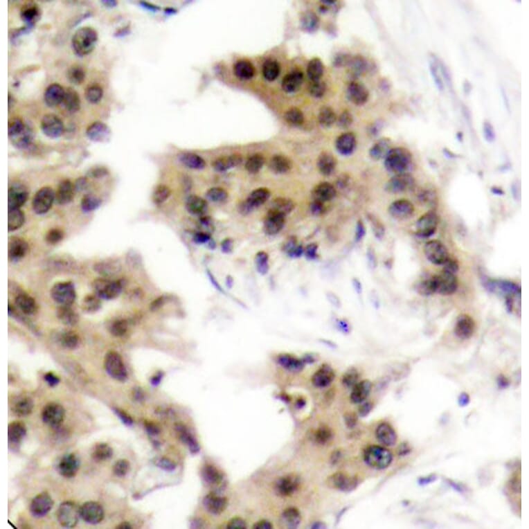 Immunohistochemistry - Anti-NFkB p105 / p50 (phospho Ser893) Antibody (A10945) - Antibodies.com