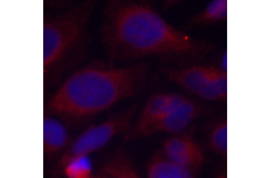 Immunofluorescence - Anti-NFkB p105/p50 (phospho Ser893) Antibody (A10945) - Antibodies.com