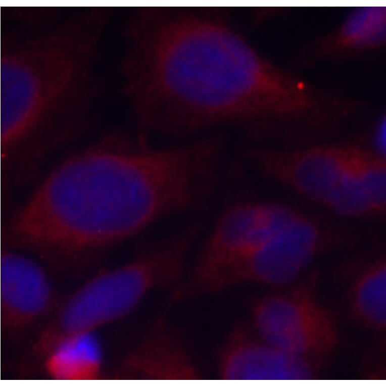 Immunofluorescence - Anti-NFkB p105 / p50 (phospho Ser893) Antibody (A10945) - Antibodies.com