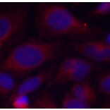 Immunofluorescence - Anti-NFkB p105 / p50 (phospho Ser893) Antibody (A10945) - Antibodies.com