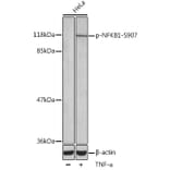 Western Blot - Anti-NFkB p105 / p50 (phospho Ser907) Antibody (A10946) - Antibodies.com