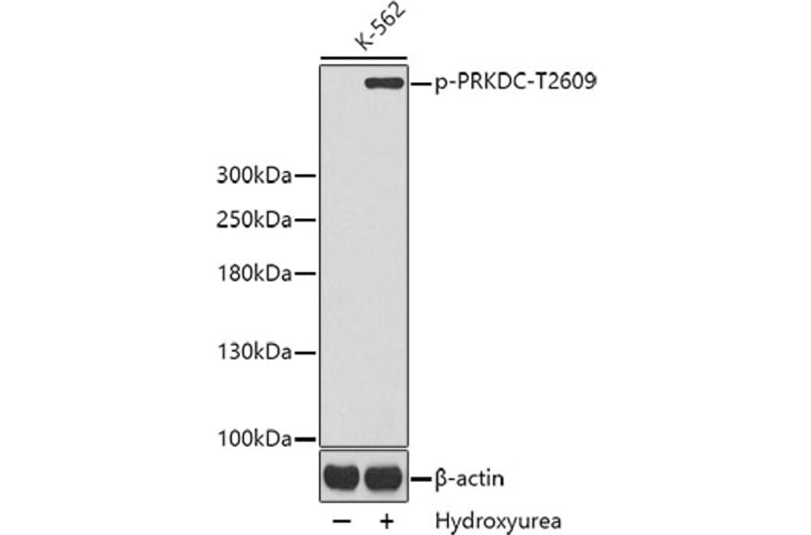 Western Blot - Anti-PRKDC (phospho T2609) Antibody (AP0434) - Antibodies.com