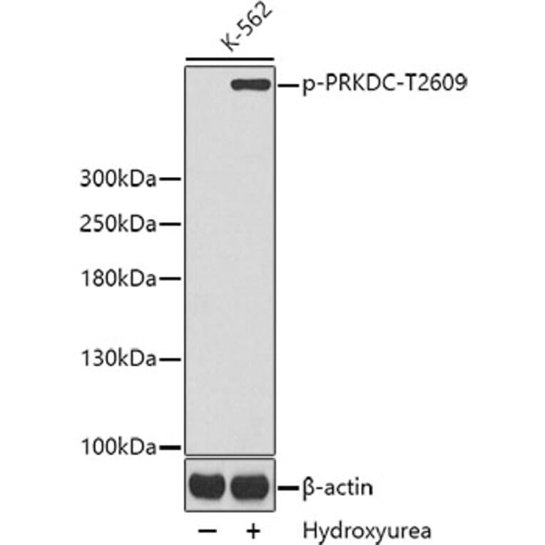 Western Blot - Anti-PRKDC (phospho T2609) Antibody (AP0434) - Antibodies.com