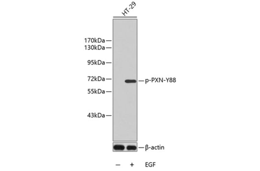 Western Blot - Anti-PXN (phospho Y88) Antibody (AP0441) - Antibodies.com