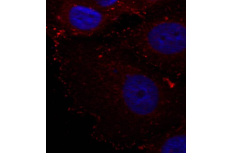 Immunofluorescence - Anti-PXN (phospho Y88) Antibody (AP0441) - Antibodies.com
