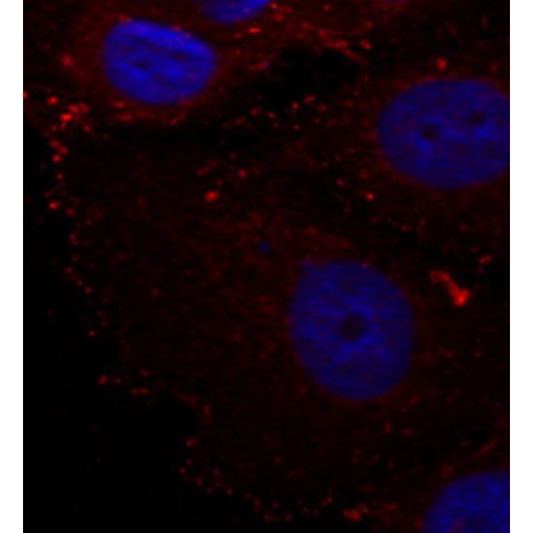Immunofluorescence - Anti-PXN (phospho Y88) Antibody (AP0441) - Antibodies.com