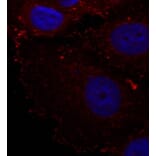 Immunofluorescence - Anti-PXN (phospho Y88) Antibody (AP0441) - Antibodies.com
