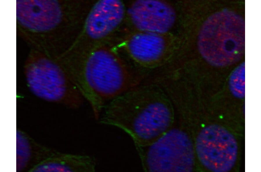 Immunofluorescence - Anti-REL (phospho S503) Antibody (AP0448) - Antibodies.com