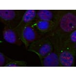 Immunofluorescence - Anti-REL (phospho S503) Antibody (AP0448) - Antibodies.com