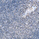 Immunohistochemistry - Anti-STAT6 (phospho Tyr641) Antibody (A10952) - Antibodies.com