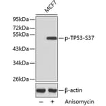 Western Blot - Anti-TP53 (phospho S37) Antibody (AP0463) - Antibodies.com