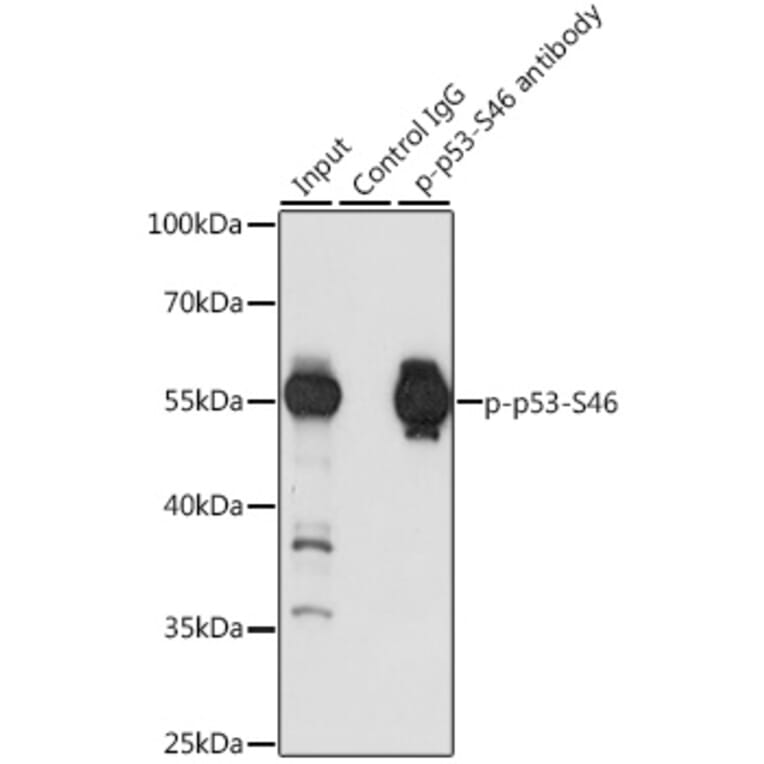 Western Blot - Anti-p53 (phospho Ser46) Antibody (A10961) - Antibodies.com