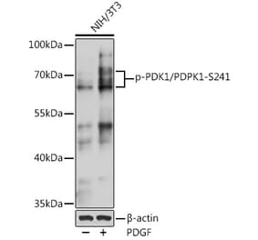 Western Blot - Anti-PDPK1 (phospho Ser241) Antibody (A10962) - Antibodies.com