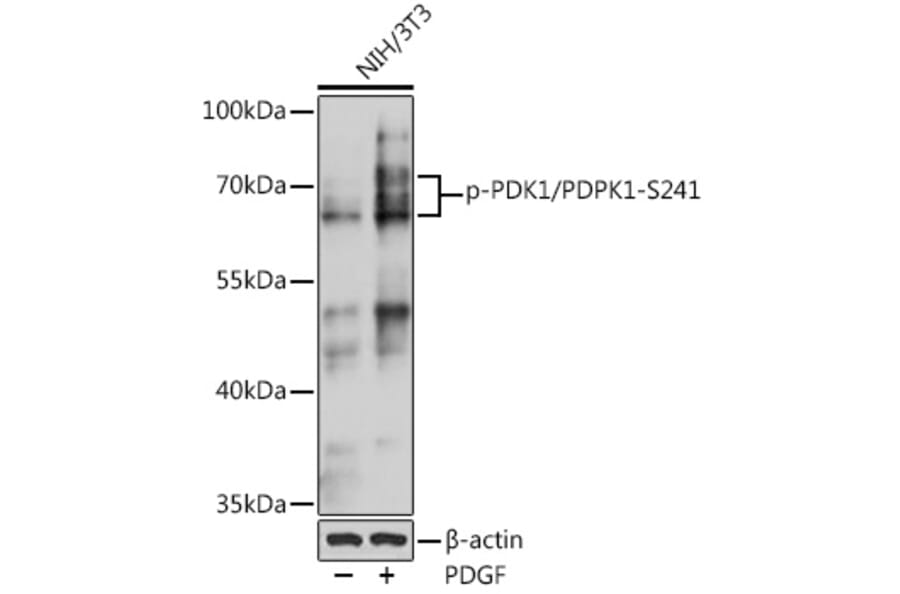 Western Blot - Anti-PDPK1 (phospho Ser241) Antibody (A10962) - Antibodies.com