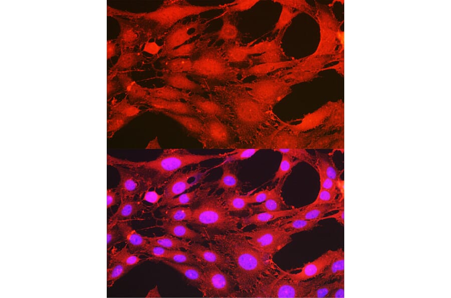 Immunofluorescence - Anti-PDPK1 (phospho Ser241) Antibody (A10962) - Antibodies.com