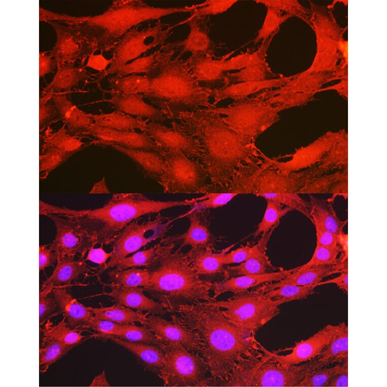 Immunofluorescence - Anti-PDPK1 (phospho Ser241) Antibody (A10962) - Antibodies.com