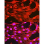 Immunofluorescence - Anti-PDPK1 (phospho Ser241) Antibody (A10962) - Antibodies.com