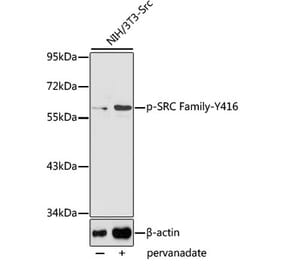 Western Blot - Anti-SRC Family (phospho Tyr416) Antibody (A10965) - Antibodies.com