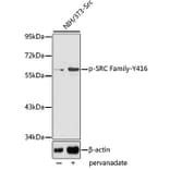 Western Blot - Anti-SRC Family (phospho Tyr416) Antibody (A10965) - Antibodies.com