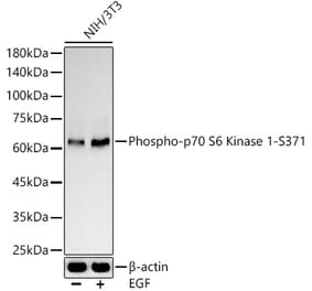Western Blot - Anti-S6K1 (phospho Ser371) Antibody (A10967) - Antibodies.com