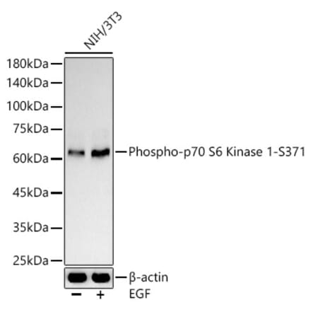 Western Blot - Anti-S6K1 (phospho Ser371) Antibody (A10967) - Antibodies.com