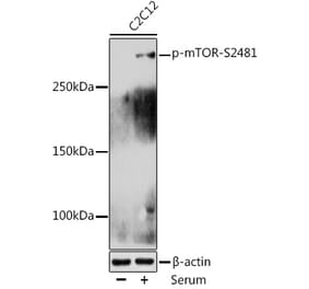 Western Blot - Anti-mTOR (phospho Ser2481) Antibody (A10970) - Antibodies.com