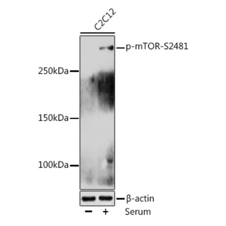 Western Blot - Anti-mTOR (phospho Ser2481) Antibody (A10970) - Antibodies.com