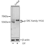 Western Blot - Anti-SRC family (phospho Tyr416) Antibody (A10971) - Antibodies.com
