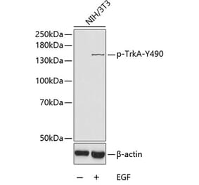 Western Blot - Anti-TrkA (Phospho Y490) Antibody (A10972) - Antibodies.com